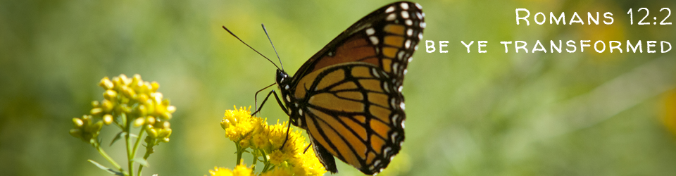 transformed-butterfly